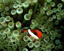 Taken at an anemone city at Bubble Beach where many of th... by Nick Hobgood 